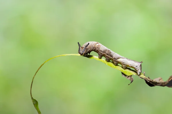 Caterpillar of popinjay butterflyresting on theirs host plant le — Stock Photo, Image