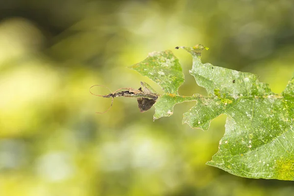 Caterpillar of popinjay butterflyresting on their host plant le — стоковое фото