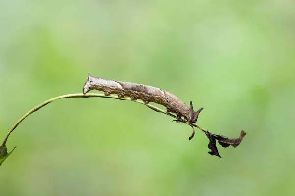 Гусениця топінайського метелика на їхньому господарському заводі le — стокове фото