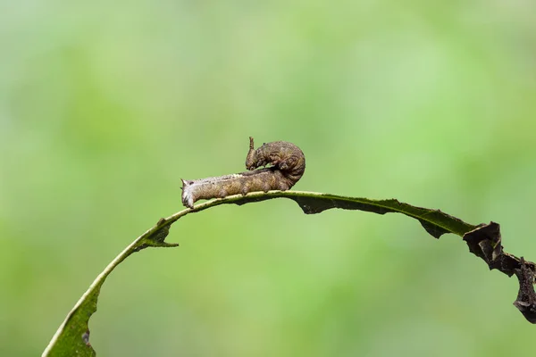 Caterpillar of popinjay butterflyresting on their host plant le — стоковое фото