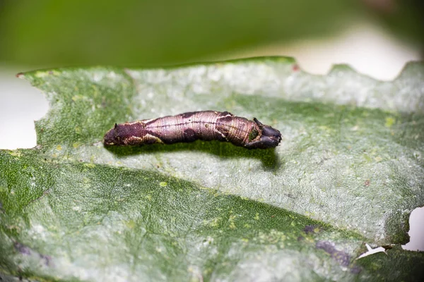 Caterpillar z popinjay butterflyspoczywać na ich gospodarza roślin Le — Zdjęcie stockowe