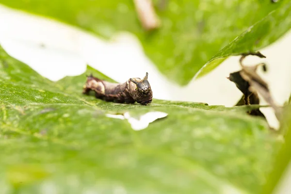 Caterpillar of popinjay butterflyresting on their host plant le — стоковое фото