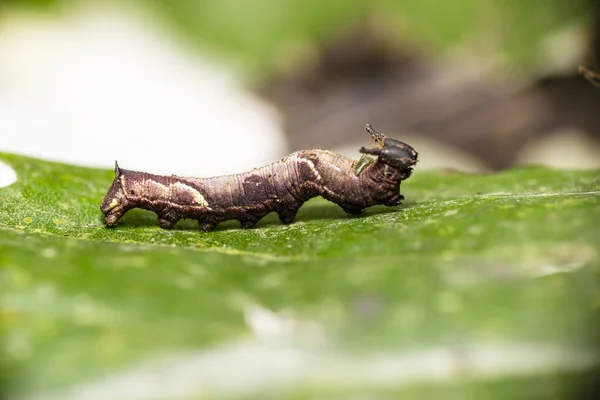 Caterpillar z popinjay butterflyspoczywać na ich gospodarza roślin Le — Zdjęcie stockowe