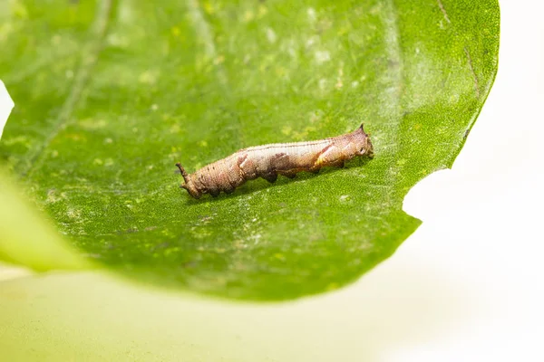 Oruga de mariposa popinjay descansando en su planta huésped le — Foto de Stock