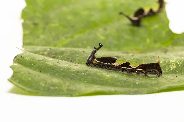 Caterpillar z popinjay butterflyspoczywać na ich gospodarza roślin Le — Zdjęcie stockowe