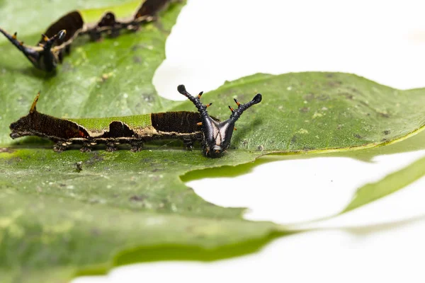 Caterpillar of popinjay butterflyresting on theirs host plant le — Stock Photo, Image