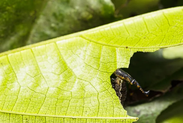 Caterpillar a Popinjay pillangó eszik befogadó növény Leafs — Stock Fotó