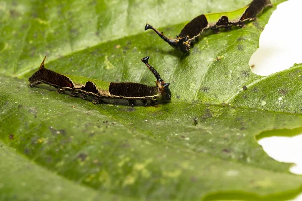Caterpillar av Popinjay butterflyvilande på deras värd växt Le — Stockfoto