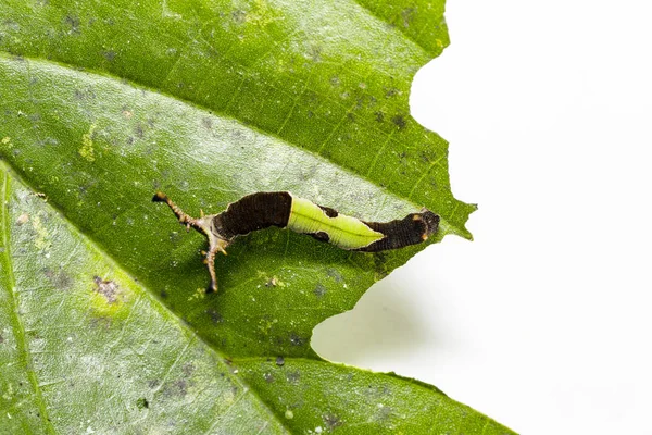 Popinjay butterflyresting toukka isäntäkasvi le — kuvapankkivalokuva