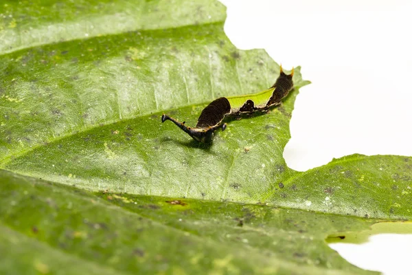 彼らのホスト植物leに休息ポフィンジェイ蝶の毛虫 — ストック写真