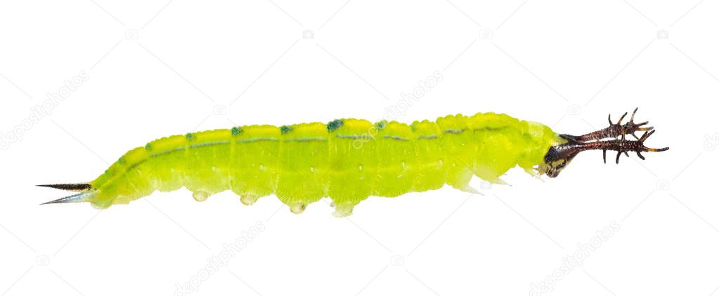 Isolated mature stage of caterpillar of siamese black prince but