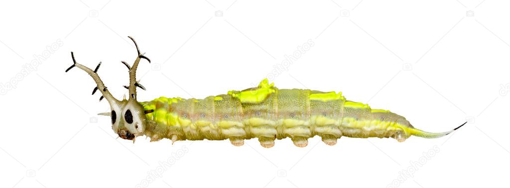 Isolated caterpillar of common pasha butterly  ( Herona marathus