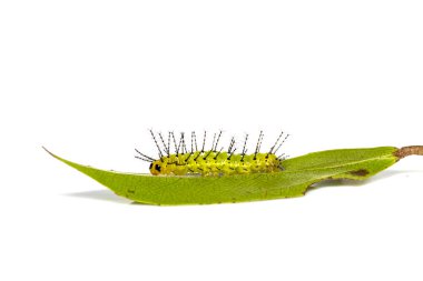 Lea üzerinde Rustik kelebek olgun tırtıl (cupha erymanthis)