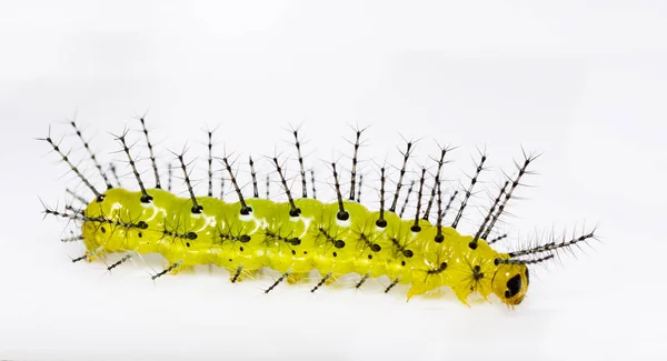 Mogen Caterpillar av rustik fjäril (Cupha erymanthis) på WHI — Stockfoto