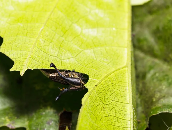Гусеница бабочки-попиньи ест листья растений-хозяев — стоковое фото