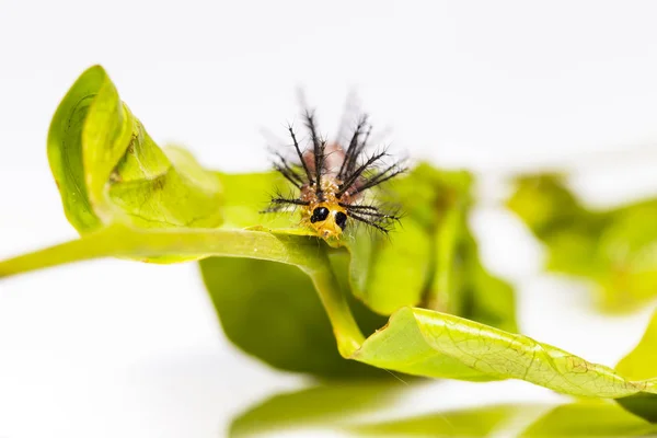 Ansikte av Caterpillar av rustik fjäril (Cupha erymanthis) vila — Stockfoto