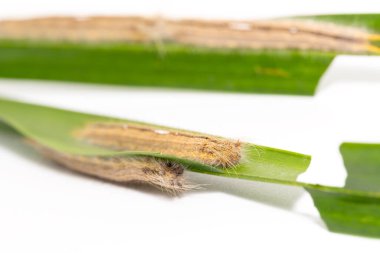 Palmiye Kralı Kelebeği 'nin Tırtıl' ı (Amathusia phidippus) konak bitki, kahverengi en son instar