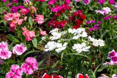 Bahçedeki renkli Dianthus çiçeği (Caryophyllaceae), pembe
