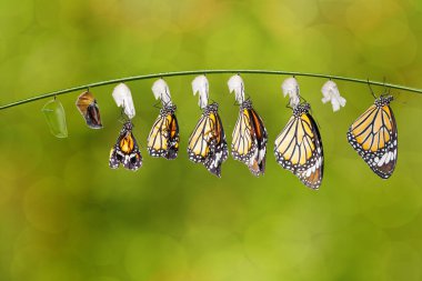 Tipik kaplan kelebeğinin dönüşümü (Danaus really) ve pupa dal üzerinde asılı, büyüme, katliam, 