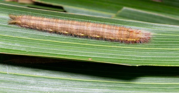 Palmiye Kralı Kelebeği Nin Tırtıl Amathusia Phidippus Konak Bitki Kahverengi — Stok fotoğraf