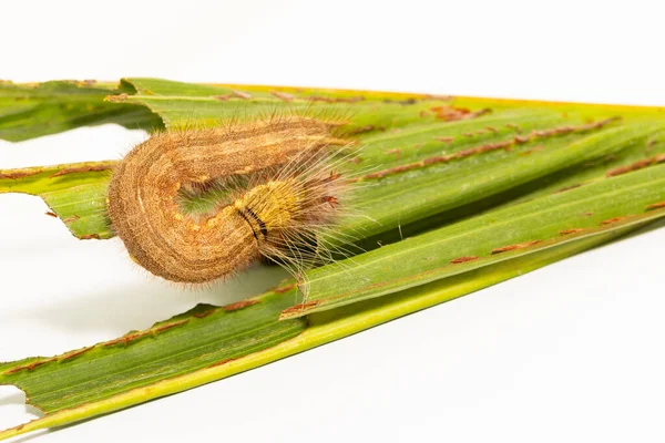 Rups Van Palmkoningsvlinder Amathusia Phidippus Waardplant Bruin Nieuwste Instar — Stockfoto