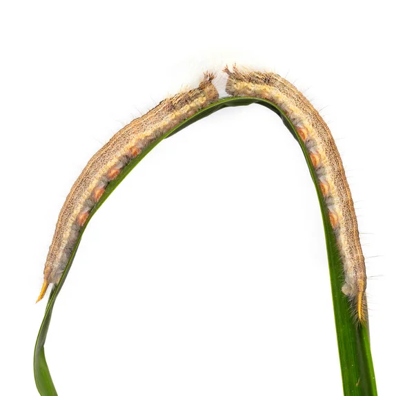Rups Van Palmkoningsvlinder Amathusia Phidippus Waardplant Bruin Nieuwste Instar — Stockfoto