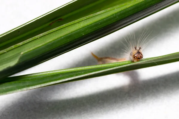 Гусениця Пальмового Короля Метелика Amathusia Phidippus Приймаючій Рослині Коричневий Останній — стокове фото