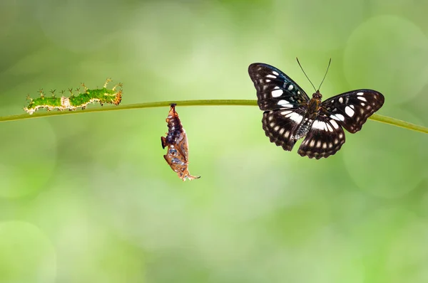 Transformação Crisálida Borboleta Sargento Véu Preto Athyma Ranga Pendurada Galho — Fotografia de Stock