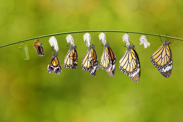 普通虎蝴蝶 Danaus Naqutia 和挂在枝条上的蛹的蜕变 — 图库照片