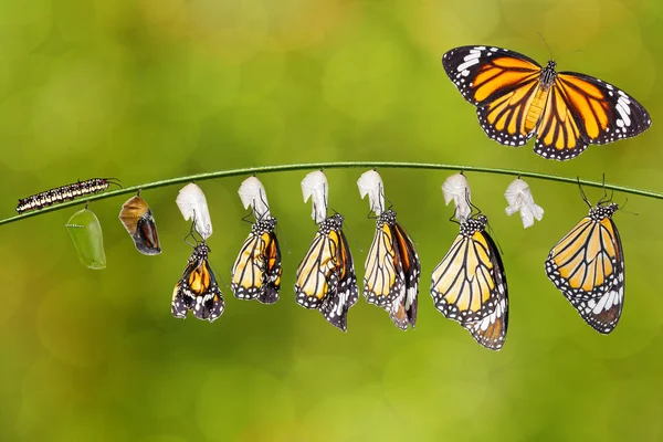 普通虎蝴蝶 Danaus Naqutia 和挂在枝条上的蛹的蜕变 免版税图库图片