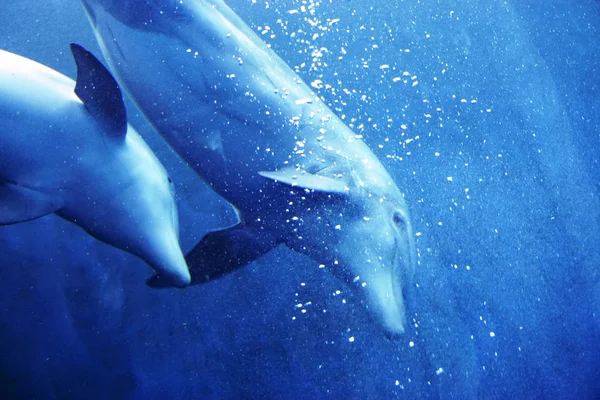 two dolphins, mother and son, swim in the blue water