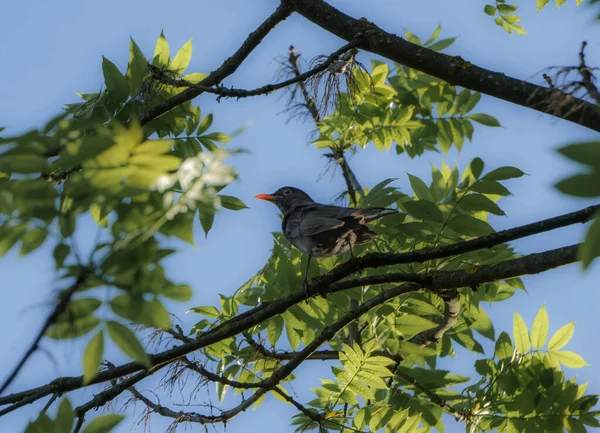 A male common blackbird (Turdus merula), also called Eurasian blackbird in the foliage of a tree in full sun.