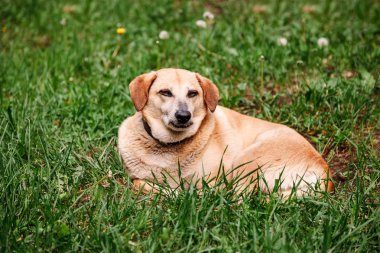 Çimlerin üzerindeki köpek