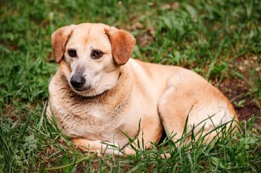 Çimlerin üzerindeki köpek