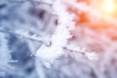 yakın çekim kar ağaç dalları kaplı. Frost, kar fırtınası, kar fırtınası.