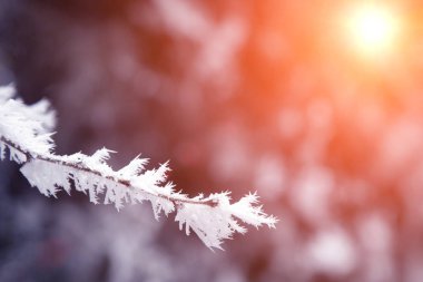 yakın çekim kar ağaç dalları kaplı. Frost, kar fırtınası, kar fırtınası.