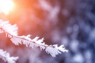 yakın çekim kar ağaç dalları kaplı. Frost, kar fırtınası, kar fırtınası.