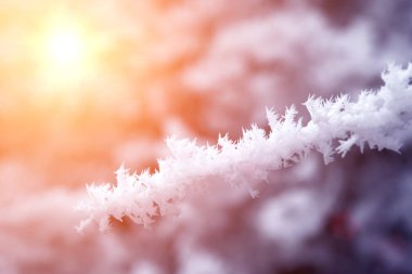 yakın çekim kar ağaç dalları kaplı. Frost, kar fırtınası, kar fırtınası.