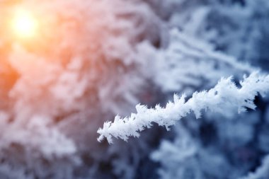 yakın çekim kar ağaç dalları kaplı. Frost, kar fırtınası, kar fırtınası.