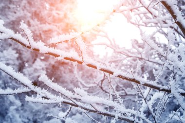 yakın çekim kar kaplı ağaç dalı. Frost, kar fırtınası, kar fırtınası. s