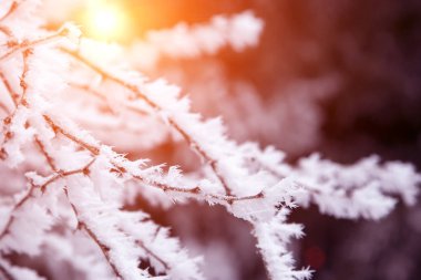 yakın çekim kar ağaç dalları kaplı. Frost, kar fırtınası, kar fırtınası.