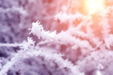 yakın çekim kar ağaç dalları kaplı. Frost, kar fırtınası, kar fırtınası.