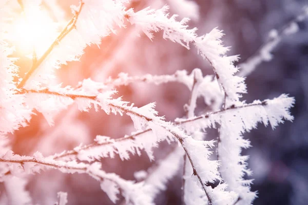 yakın çekim kar ağaç dalları kaplı. Frost, kar fırtınası, kar fırtınası.