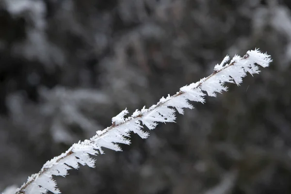 Gros plan branches gelées couvertes de neige. gel, tempête de neige, bl — Photo