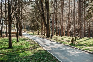 Park orman içinde döşeli yolu