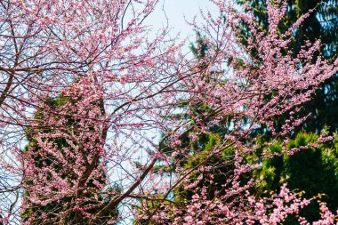 kiraz ağacı çiçek baharda pembe çiçekler içinde.