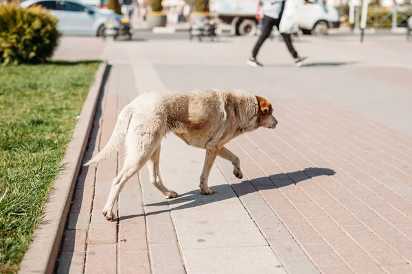 Cane senzatetto che cammina strade — Foto Stock