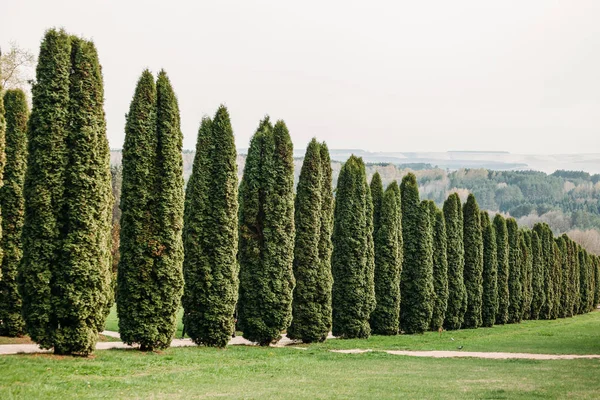 Krásné scenérie arborvitae Tree v parku — Stock fotografie