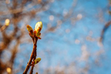 ağaç üzerinde şişlik Bud. arka plan bahar, alanı Kopyala
