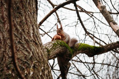 ekmek yeme bir ağaç dalı sincap